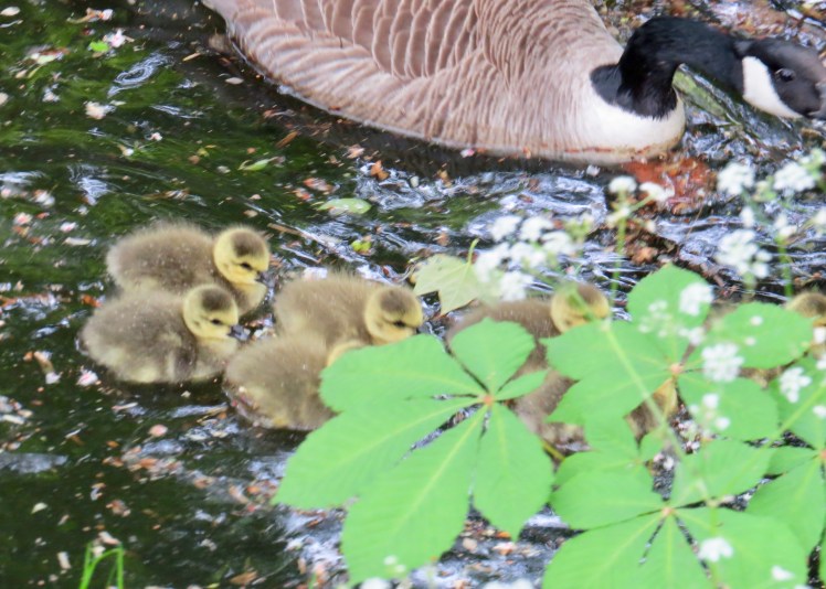 fullsizeoutput_5955e