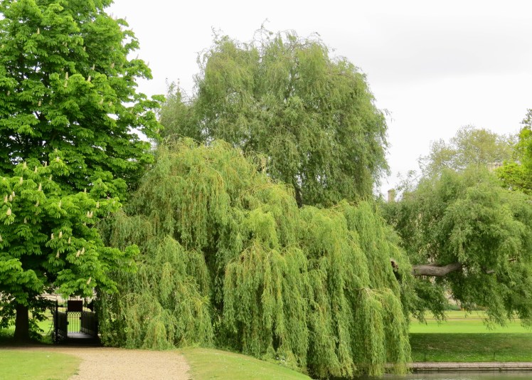 fullsizeoutput_59566