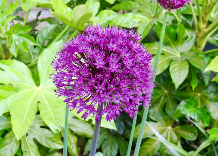 fullsizeoutput_5956a