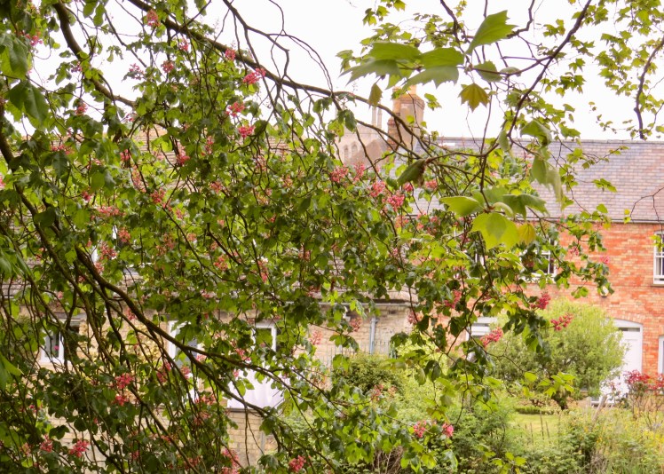 fullsizeoutput_595af