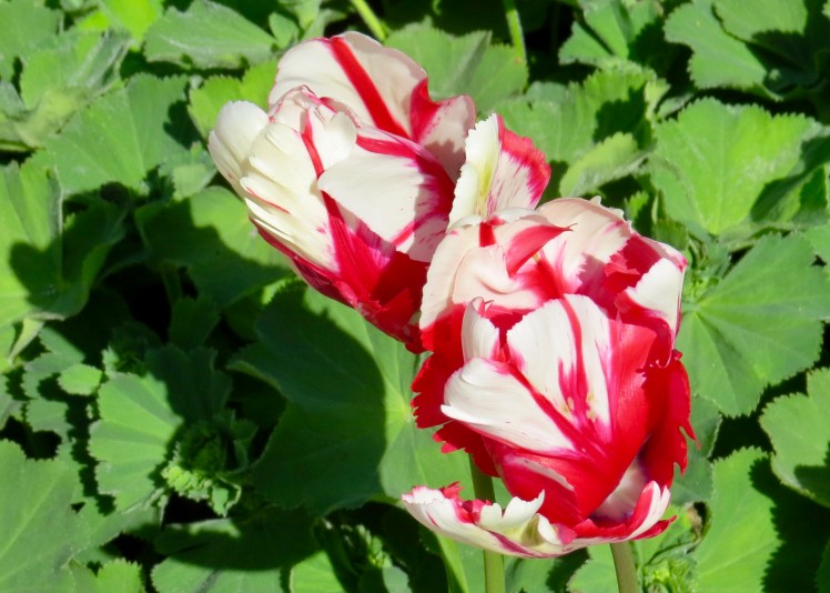 fullsizeoutput_5961e