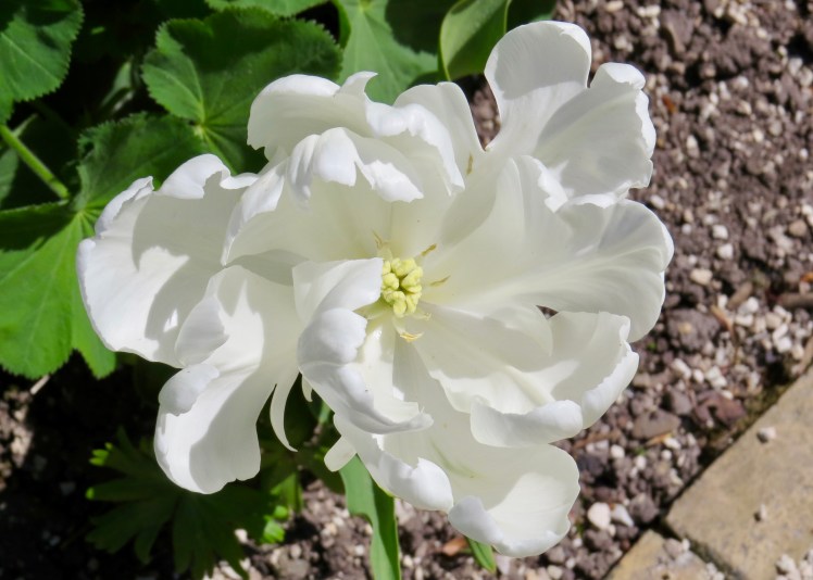 fullsizeoutput_59620