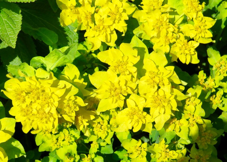 fullsizeoutput_59623