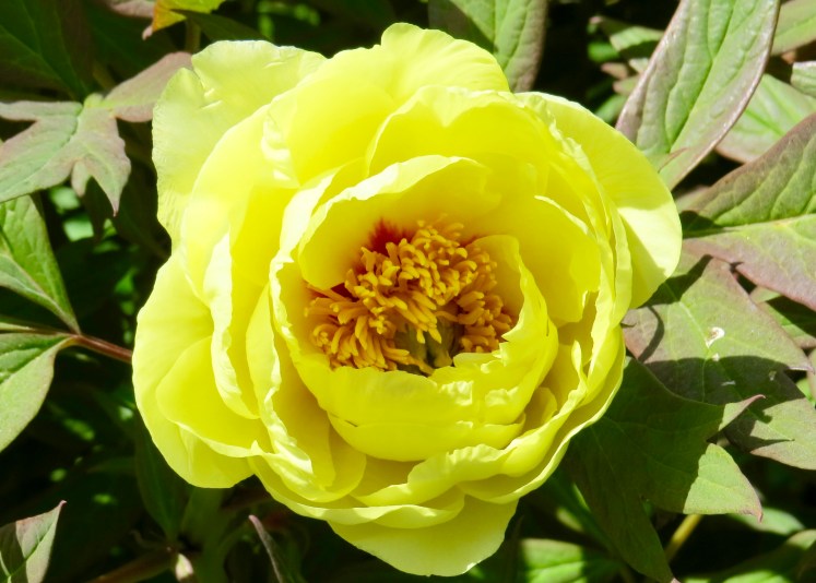 fullsizeoutput_59624