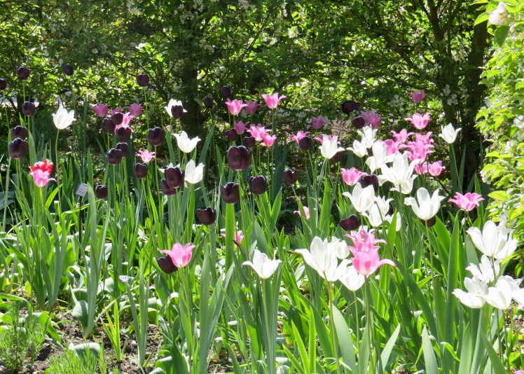 fullsizeoutput_59625