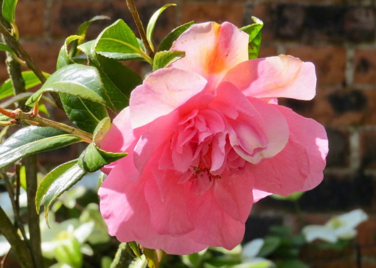 fullsizeoutput_59628