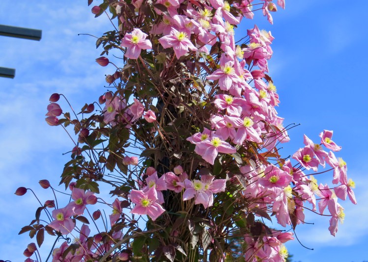 fullsizeoutput_5962a