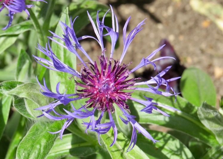 fullsizeoutput_59630