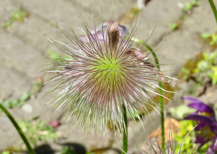 fullsizeoutput_59635