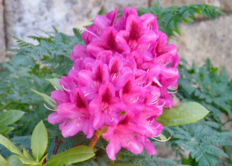 fullsizeoutput_59637