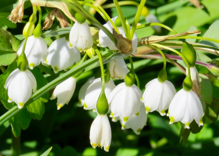 fullsizeoutput_59639