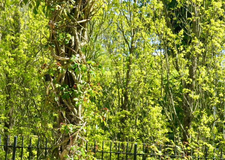 fullsizeoutput_5963d