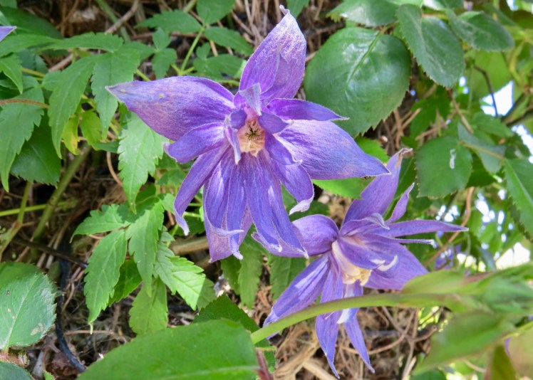 fullsizeoutput_59644