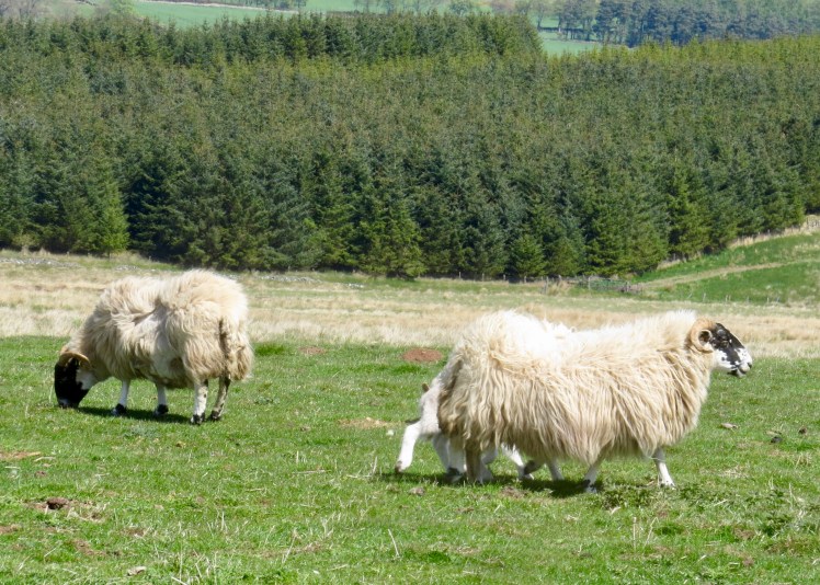 fullsizeoutput_596fa