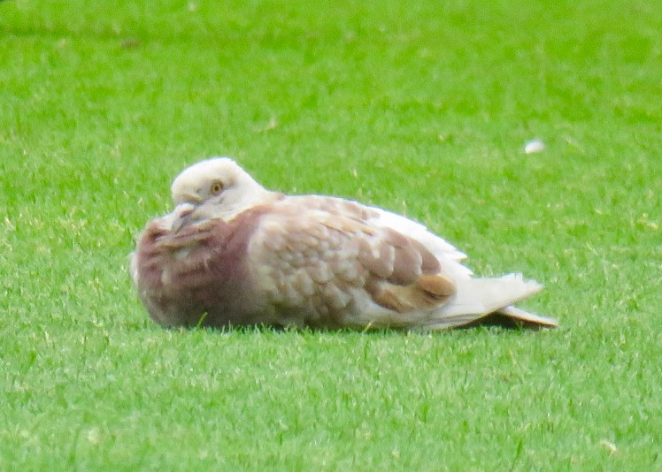 fullsizeoutput_5ba07