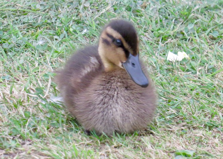 fullsizeoutput_6133e